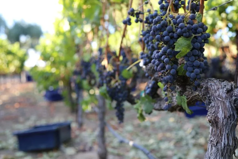 Sill Family Vineyard, Atlas Peak Merlot