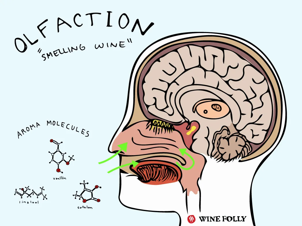 , Some Nifty Science to Help You Identify Wine Aromas