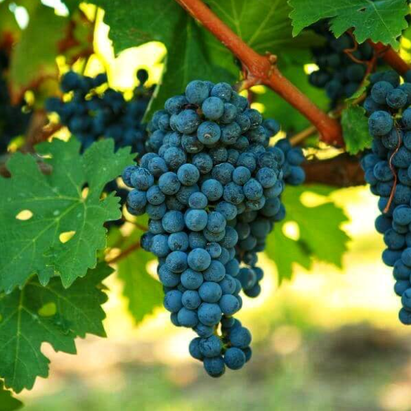 Malbec, the Wanderer Grape – From Cahors to Mendoza