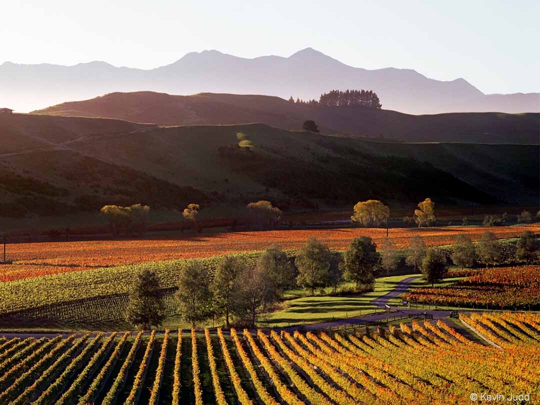 , Pinot Noir of Marlborough on the Rise