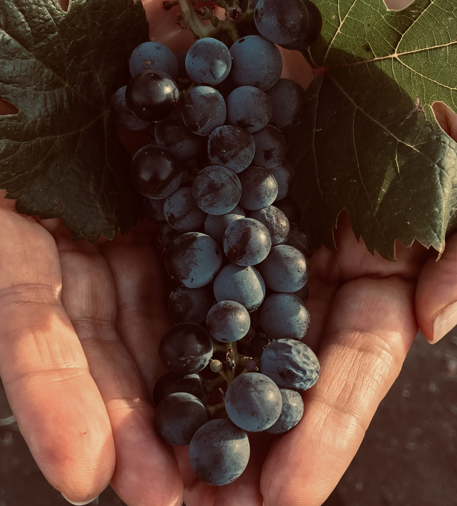 , The Two Faces of Nebbiolo