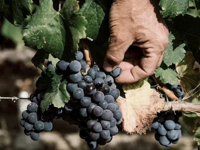 Cannonau: Sardinia&#8217;s Premier Grape