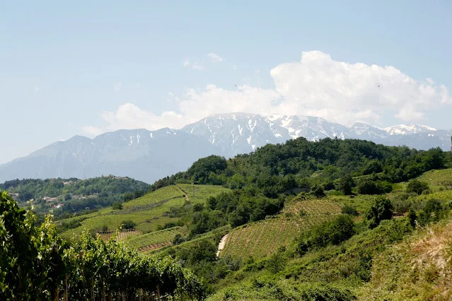 Cerasuolo d&#8217;Abruzzo: One of Italy&#8217;s Great Rosè Wines