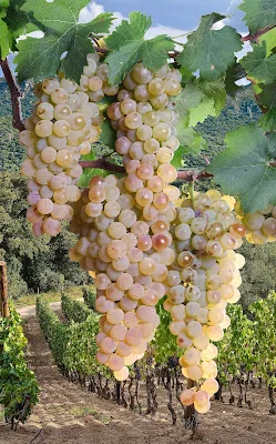 Sardinia&#8217;s Top White Grapes: Vermentino and Nuragus