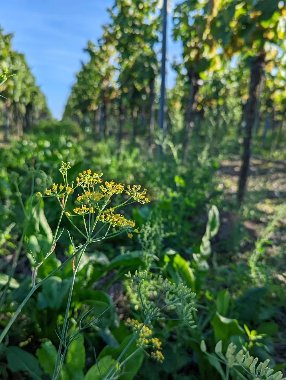 , Celebrating Earth Day With Troon Vineyard