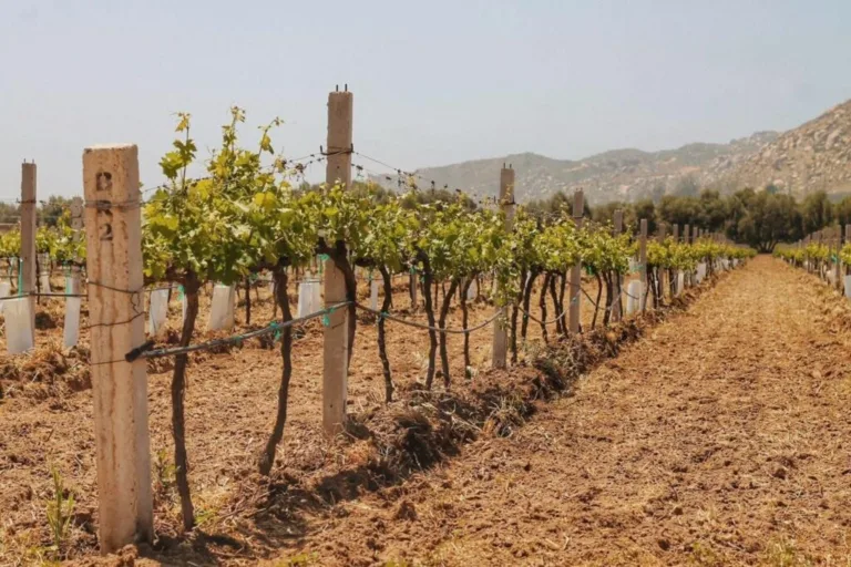 A Guide To Wine Tasting in Valle de Guadalupe