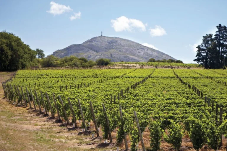 Uruguay Wines – The Best-Kept Secret Of The South