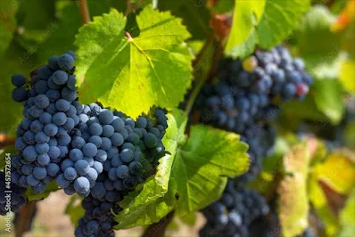 Cesanese: The Native Red Grape of Lazio