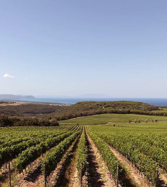 Bolgheri of Southern Tuscany with Tenuta Sette Cieli