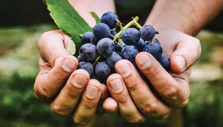 Is organic production becoming a prerequisite for fine wine?