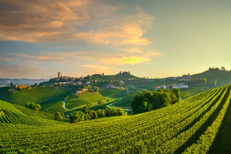 , Your Definitive Guide to Barolo