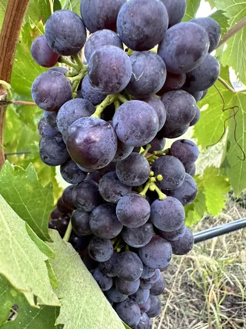 Rossese: One of Liguria&#8217;s Top Red Grapes