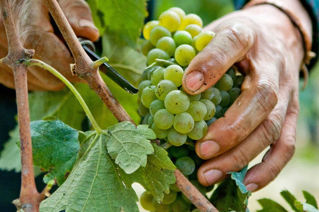 , Italy’s Best White Wines: 12 Essential Grapes to Know