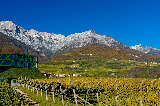 Cantina Tramin: One of Italy&#8217;s Oldest Wine Cooperatives