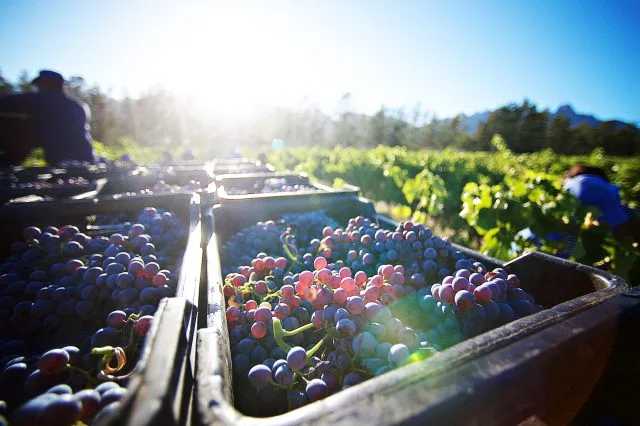 Four deaths during Champagne harvest may be linked to heat