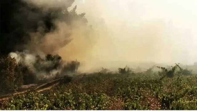 Signs of new life in Itata after devastating fires and floods