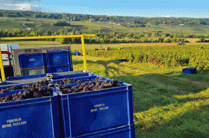 Champagne harvest 2023: A bumper crop