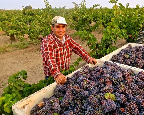 All the reasons why you should celebrate International Grenache Day