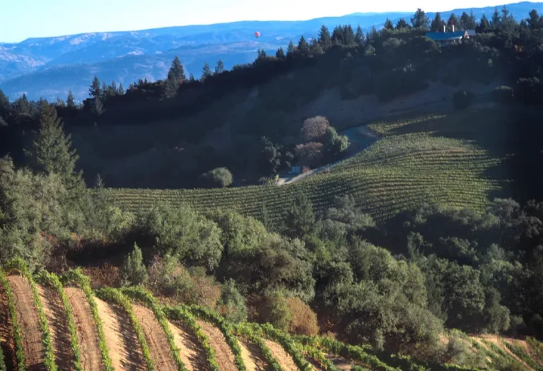 Mount Veeder appoints new winemaker in milestone year