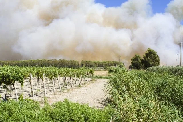 Jackson Family Wines funds vital research into smoke taint