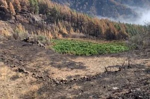 Tenerife hit by worst fire in the Canary Islands in 40 years