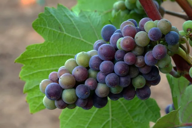 Do we finally known where wine came from?