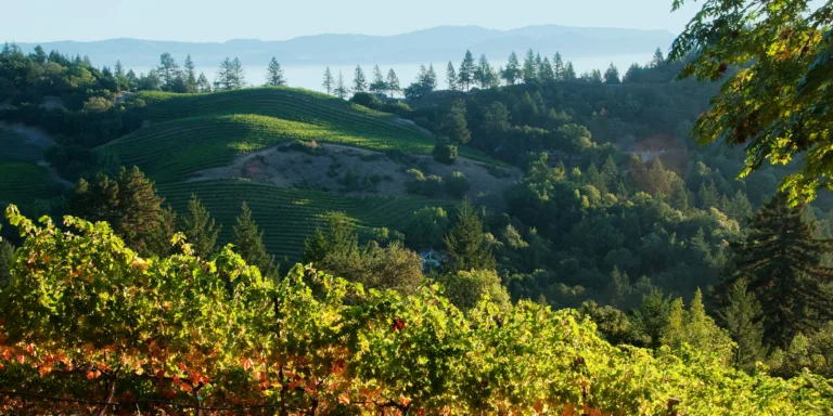 Mount Veeder Winery Celebrates 50 Years of Going Off the Beaten Path