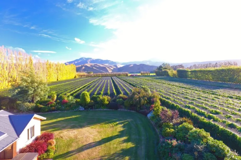 Waitaki wine wonders