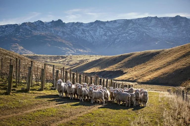 New Zealand wine industry in good shape