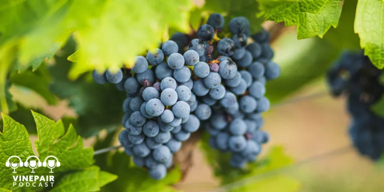 The VinePair Podcast: What’s the Deal With Indigenous Grapes?