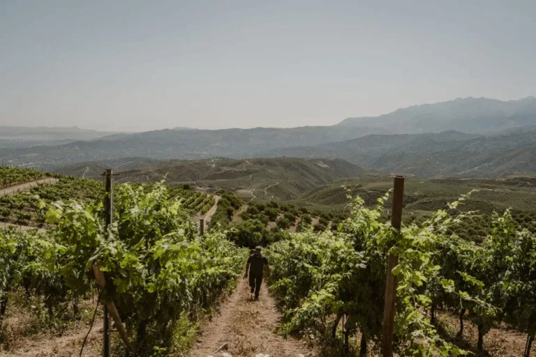 In Crete, Thoroughly Modern Wines Are Steeped with History. Here Are 7 to Try.