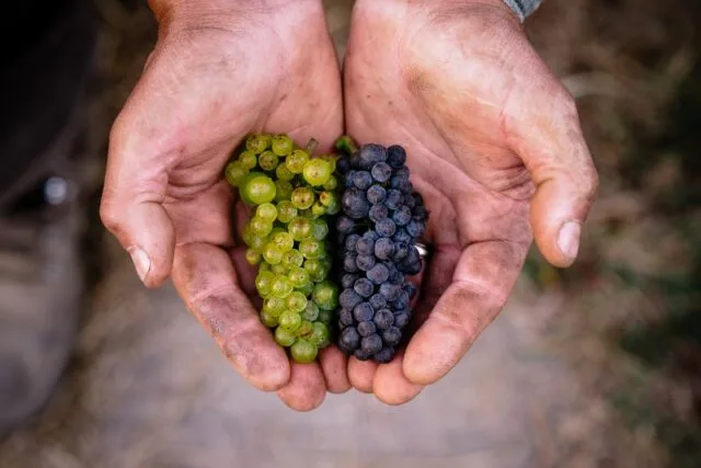 Paul and Kathryn Sloan of Small Vines: Pioneers in High-Density Growing in California