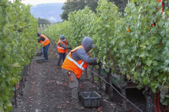 It’s Back! Napa Valley Grapegrowers to Host Annual Harvest Press Conference Live on November 15 at 12pm Pacific Time