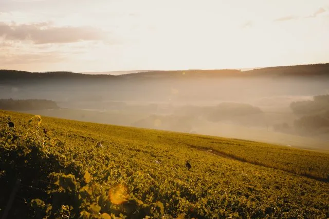 Alexandre Bonnet champions Pinot Noir from the Côte des Bar