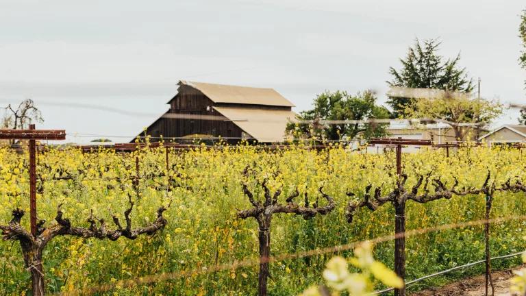 3 Tailor-Made Ways to Explore Lodi Wine Country