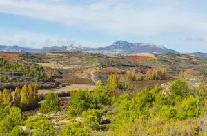 Bodegas Olarra’s 50th anniversary