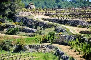 DO Penedès &#8211; A story of ancestral modernity