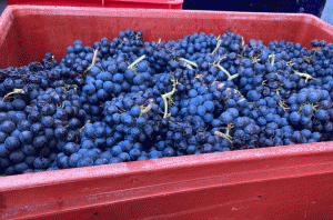 Loire harvest report 2023: A complicated vintage