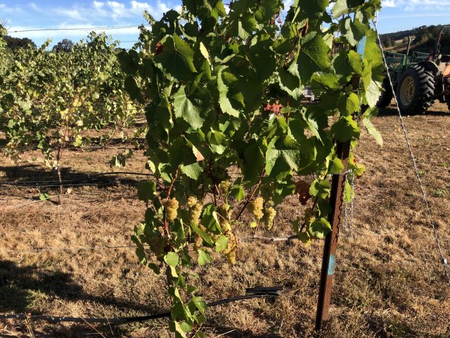 One-time ‘peasant wine’ gains traction in Oregon