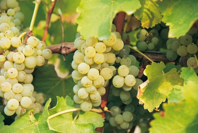 16 of the best wines from the Global Sauvignon Blanc Masters 2023