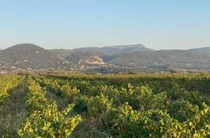 Rhône 2022 en primeur diary: The south