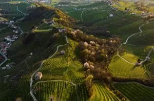 Val d&#8217;Oca &#8211; A pioneering Prosecco Superiore cooperative