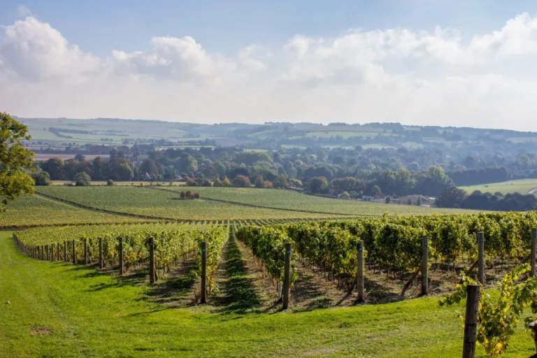 The wines of Hampshire