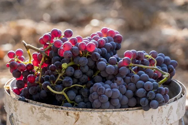 Old vines and whole bunches: Australia’s Grenache revolution