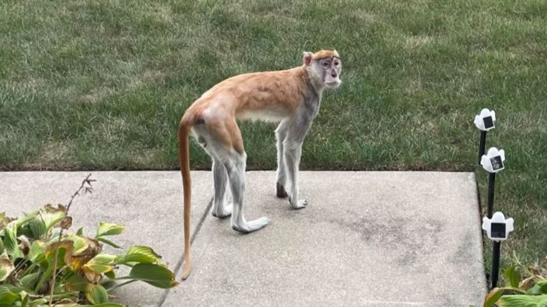 Beer-Drinking Monkey Loose in Indianapolis Apprehended