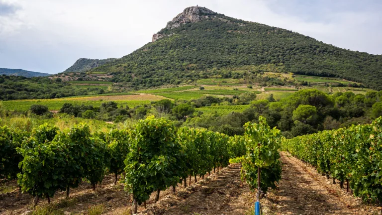 AOP Languedoc Is Sending Good Vibes From France 