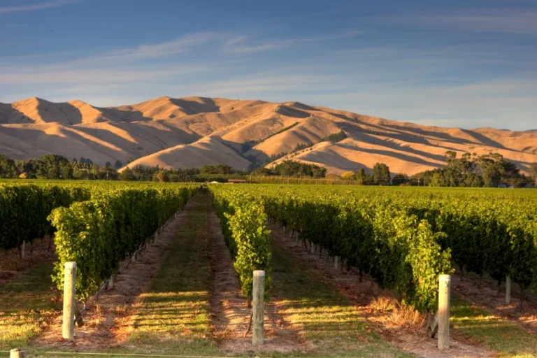 Top Value Wines of New Zealand