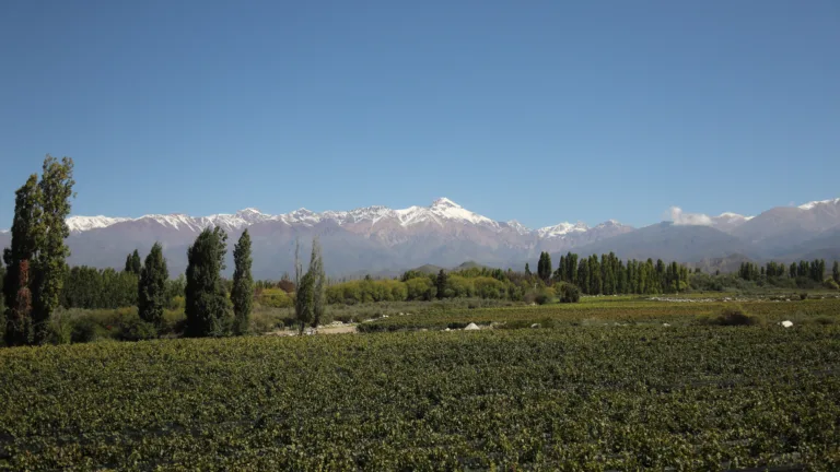 Why is Argentine Wine Unique? #WorldWineTravel