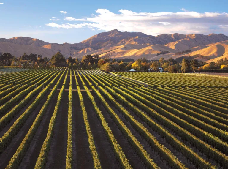 Fresh Reds: Tasting the 2021 Gimblett Gravels Vintage Selection