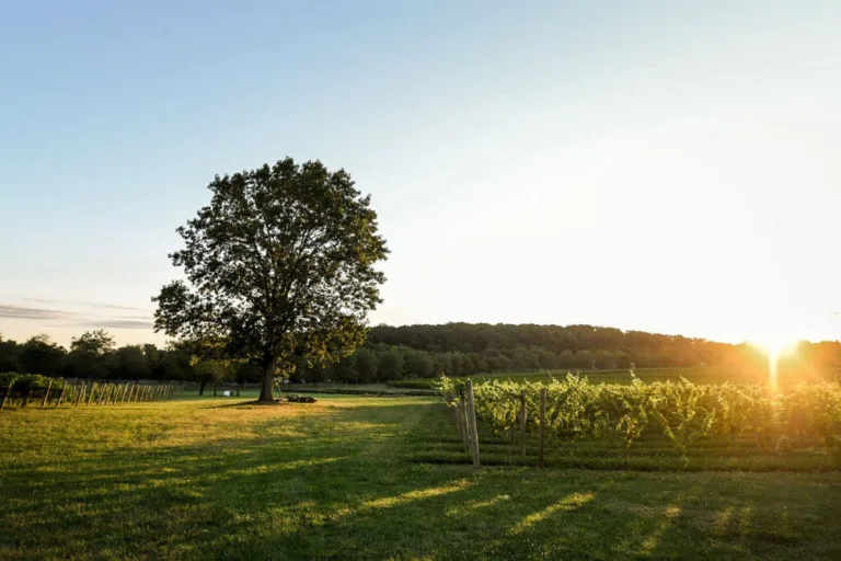 Wine in New Jersey? Garden State Producers Want to Be Taken Seriously